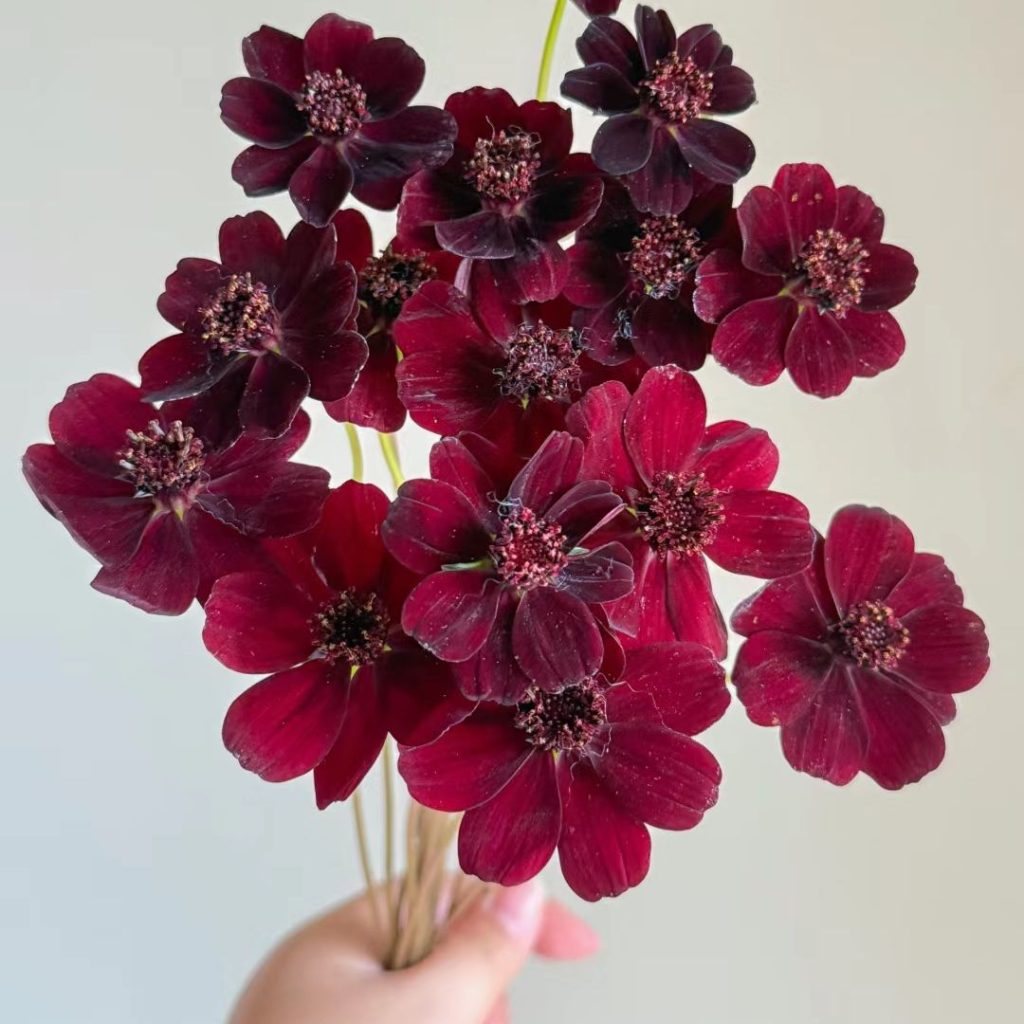 38 Stunning red flowers: A Fiery Guide to Blooms That Steal the Spotlight 15 red flower