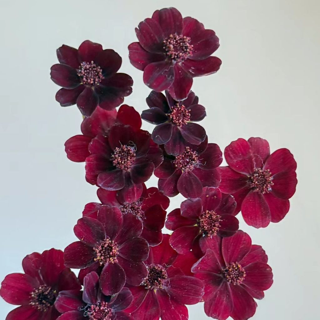 38 Stunning red flowers: A Fiery Guide to Blooms That Steal the Spotlight 16 red flower