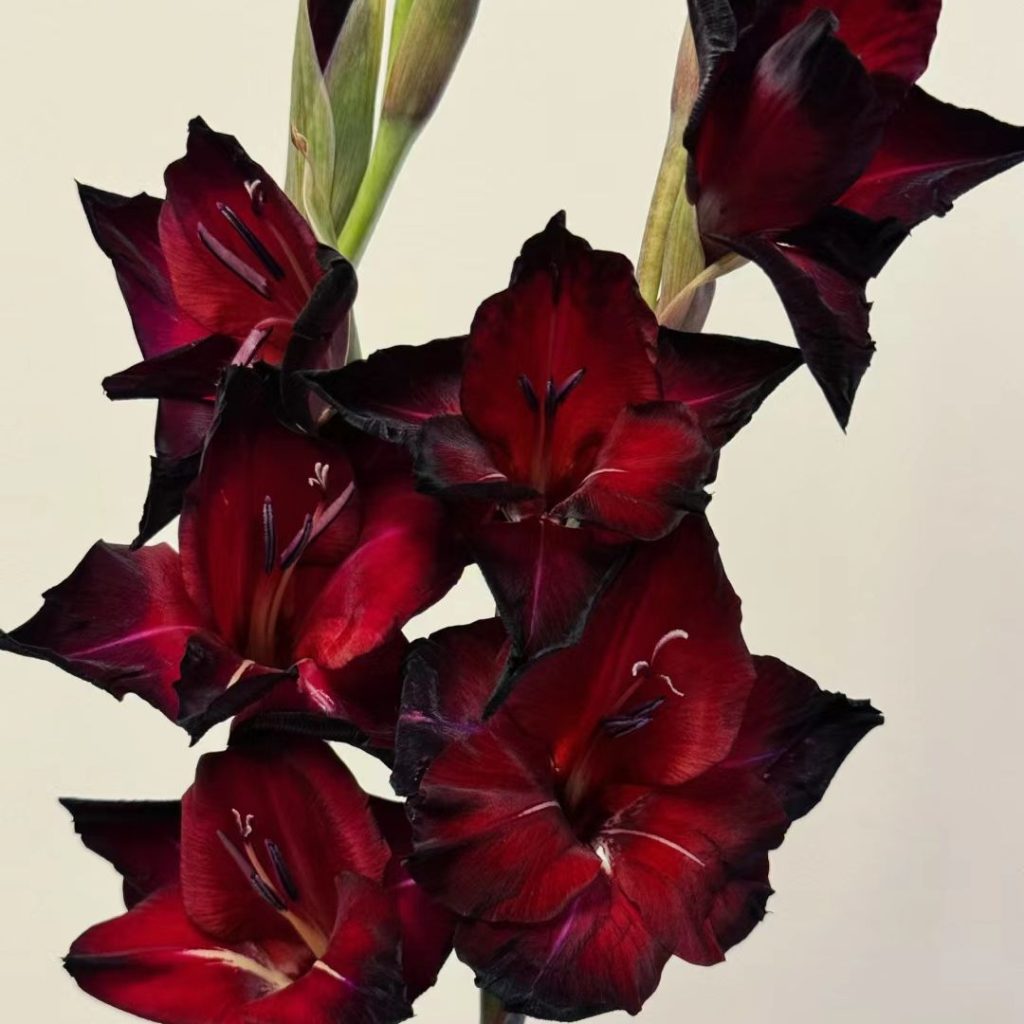 38 Stunning red flowers: A Fiery Guide to Blooms That Steal the Spotlight 17 red flower