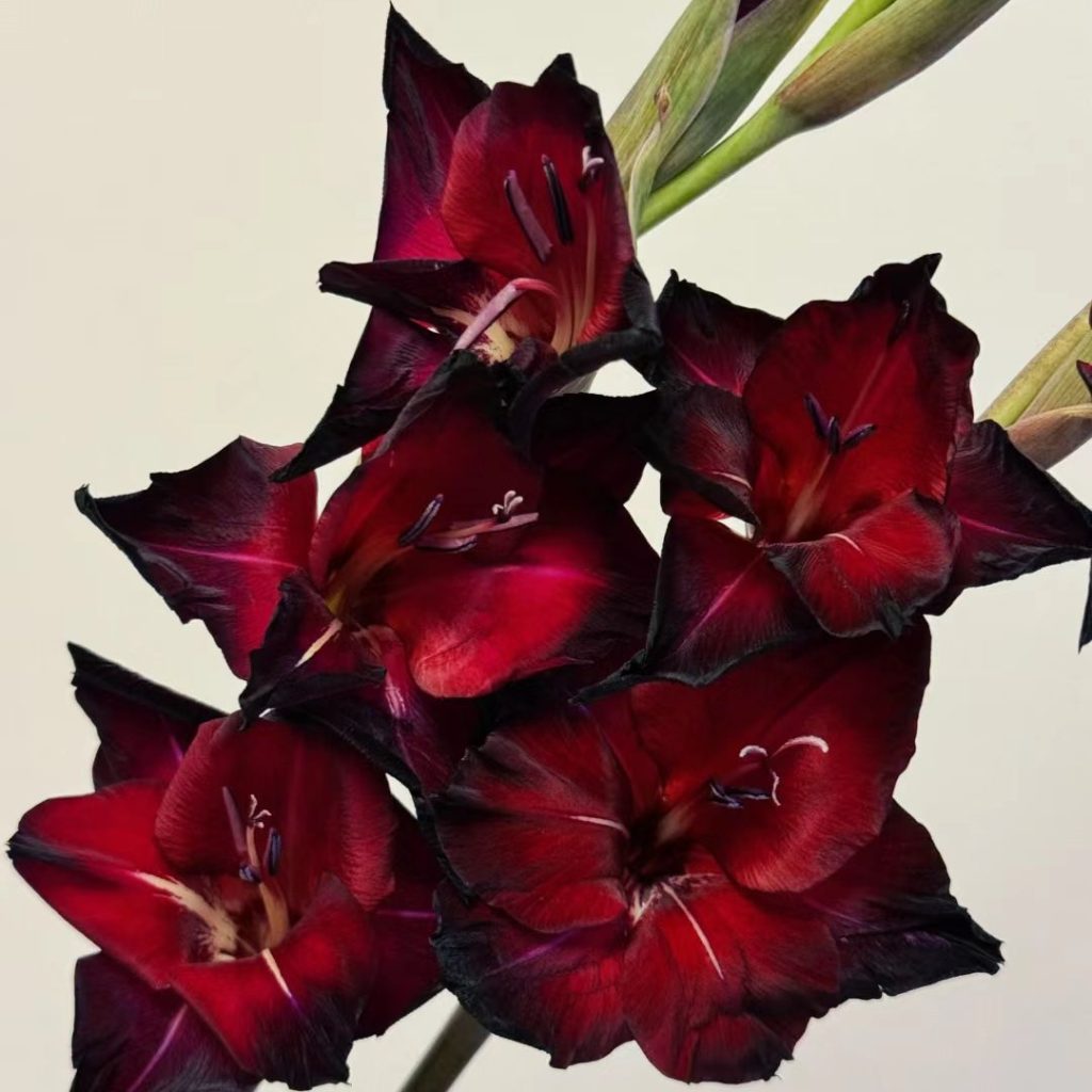 38 Stunning red flowers: A Fiery Guide to Blooms That Steal the Spotlight 18 red flower