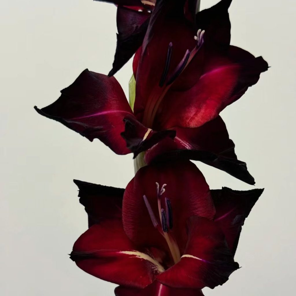 38 Stunning red flowers: A Fiery Guide to Blooms That Steal the Spotlight 19 red flower