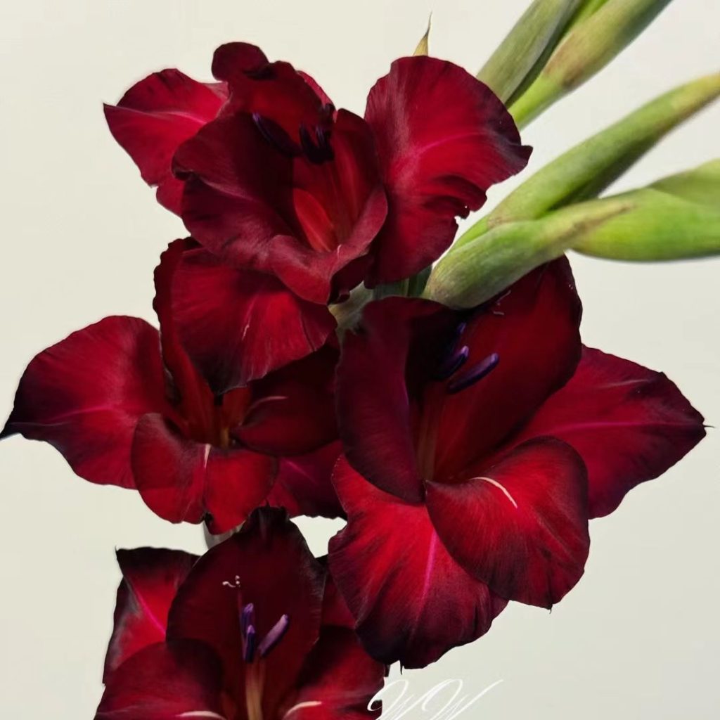 38 Stunning red flowers: A Fiery Guide to Blooms That Steal the Spotlight 20 red flower