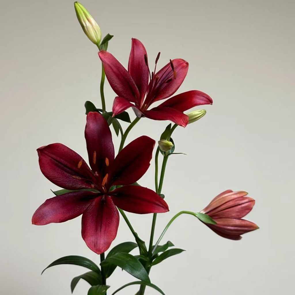 38 Stunning red flowers: A Fiery Guide to Blooms That Steal the Spotlight 21 red flower