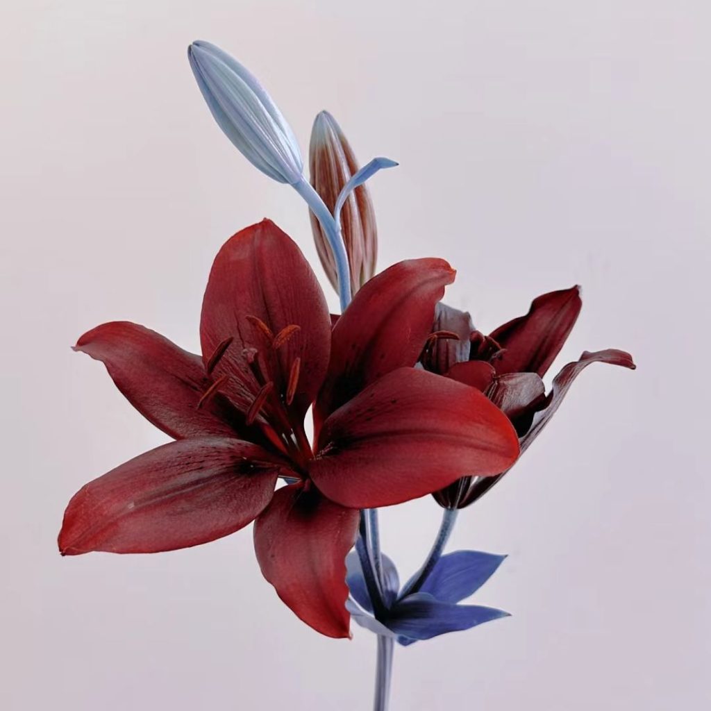 38 Stunning red flowers: A Fiery Guide to Blooms That Steal the Spotlight 22 red flower