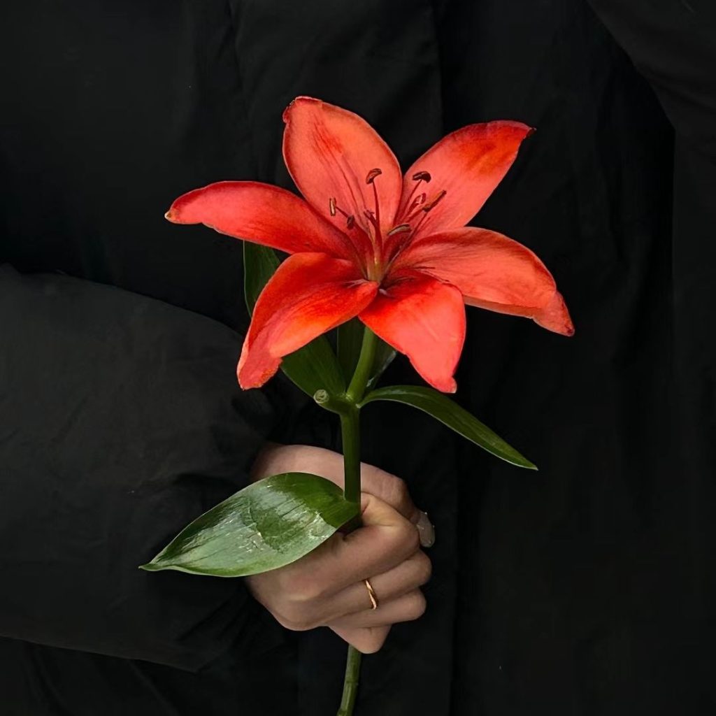 38 Stunning red flowers: A Fiery Guide to Blooms That Steal the Spotlight 25 red flower