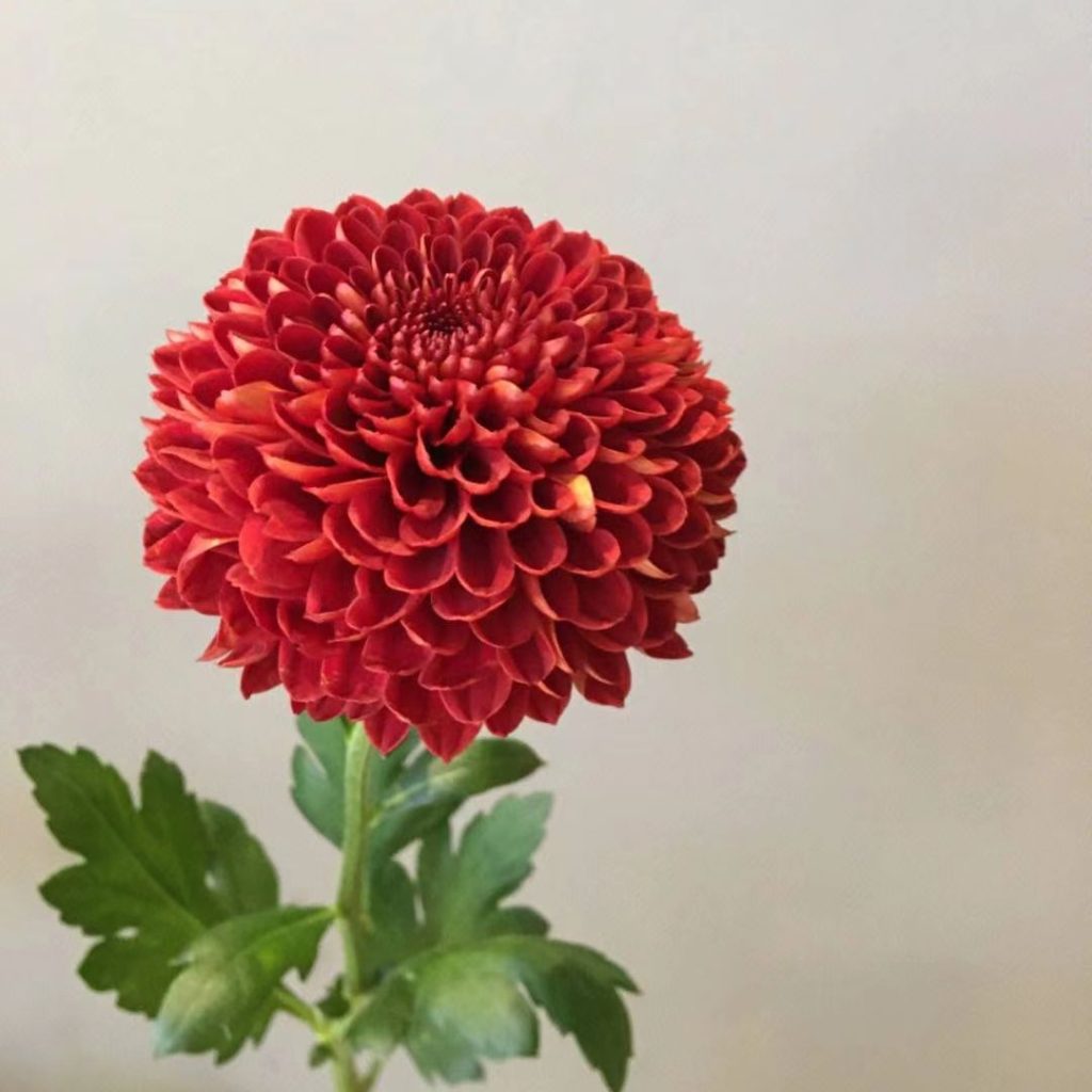 38 Stunning red flowers: A Fiery Guide to Blooms That Steal the Spotlight 33 red flower