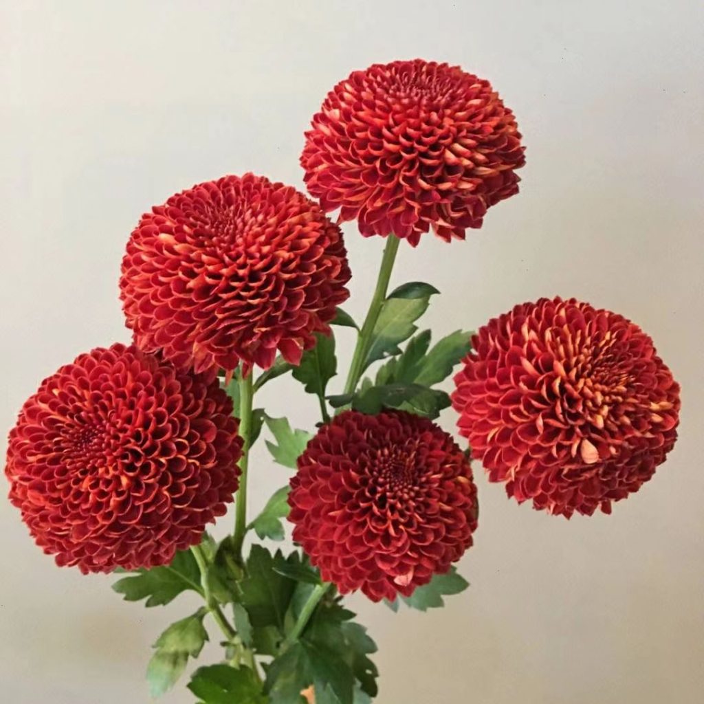 38 Stunning red flowers: A Fiery Guide to Blooms That Steal the Spotlight 34 red flower