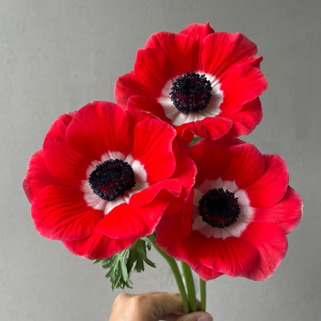 38 Stunning red flowers: A Fiery Guide to Blooms That Steal the Spotlight 35 red flower