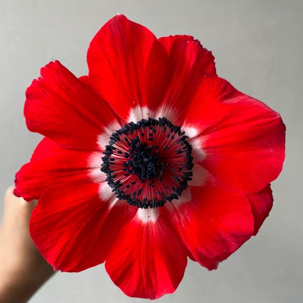 38 Stunning red flowers: A Fiery Guide to Blooms That Steal the Spotlight 36 red flower