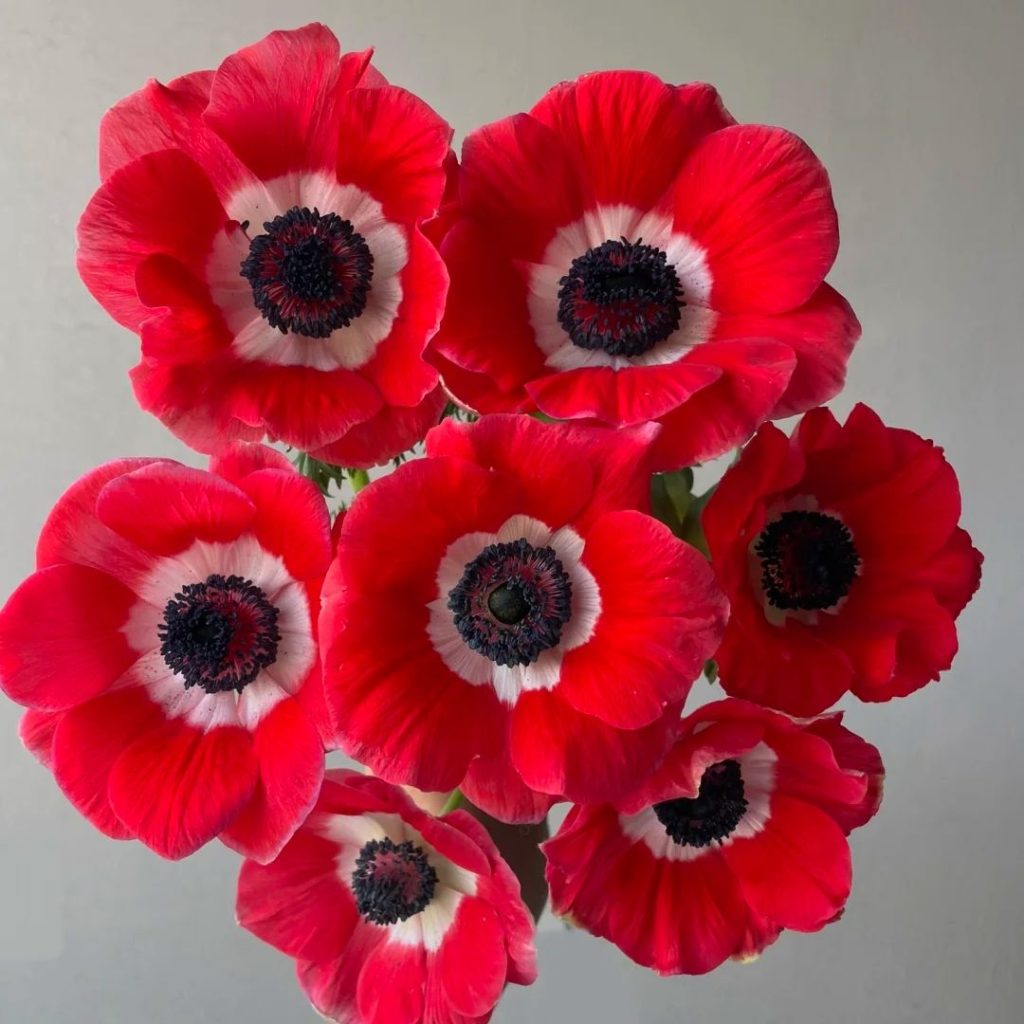 38 Stunning red flowers: A Fiery Guide to Blooms That Steal the Spotlight 37 red flower