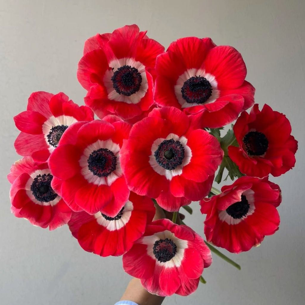 38 Stunning red flowers: A Fiery Guide to Blooms That Steal the Spotlight 38 red flower