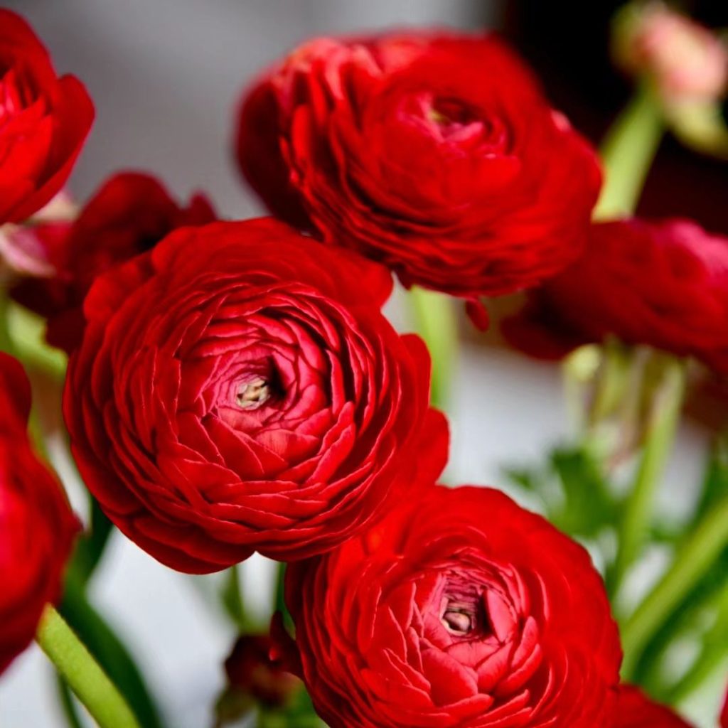 red flower​