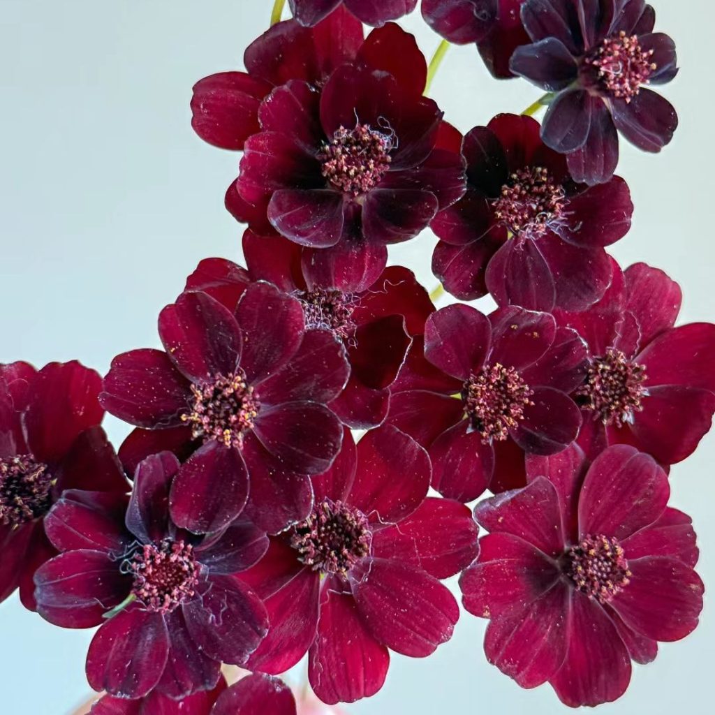 red flower​