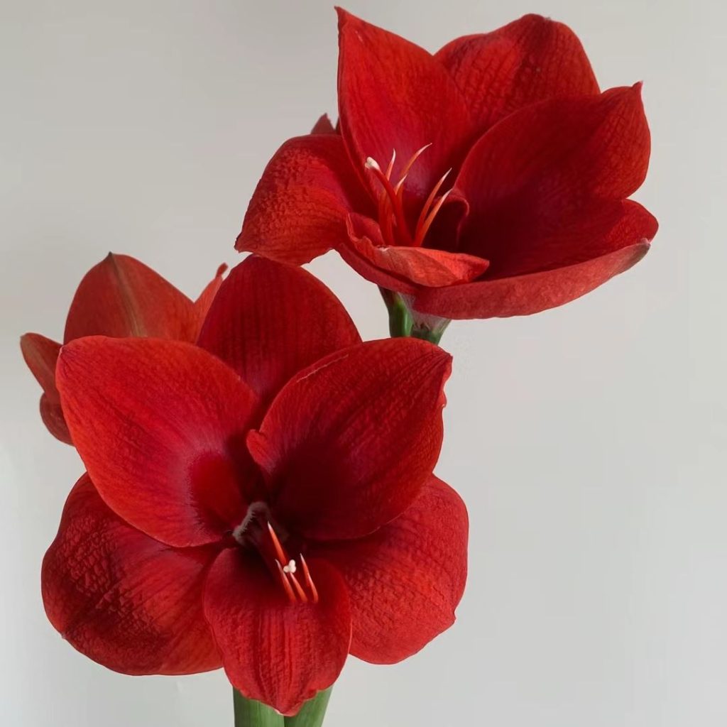 red flower​