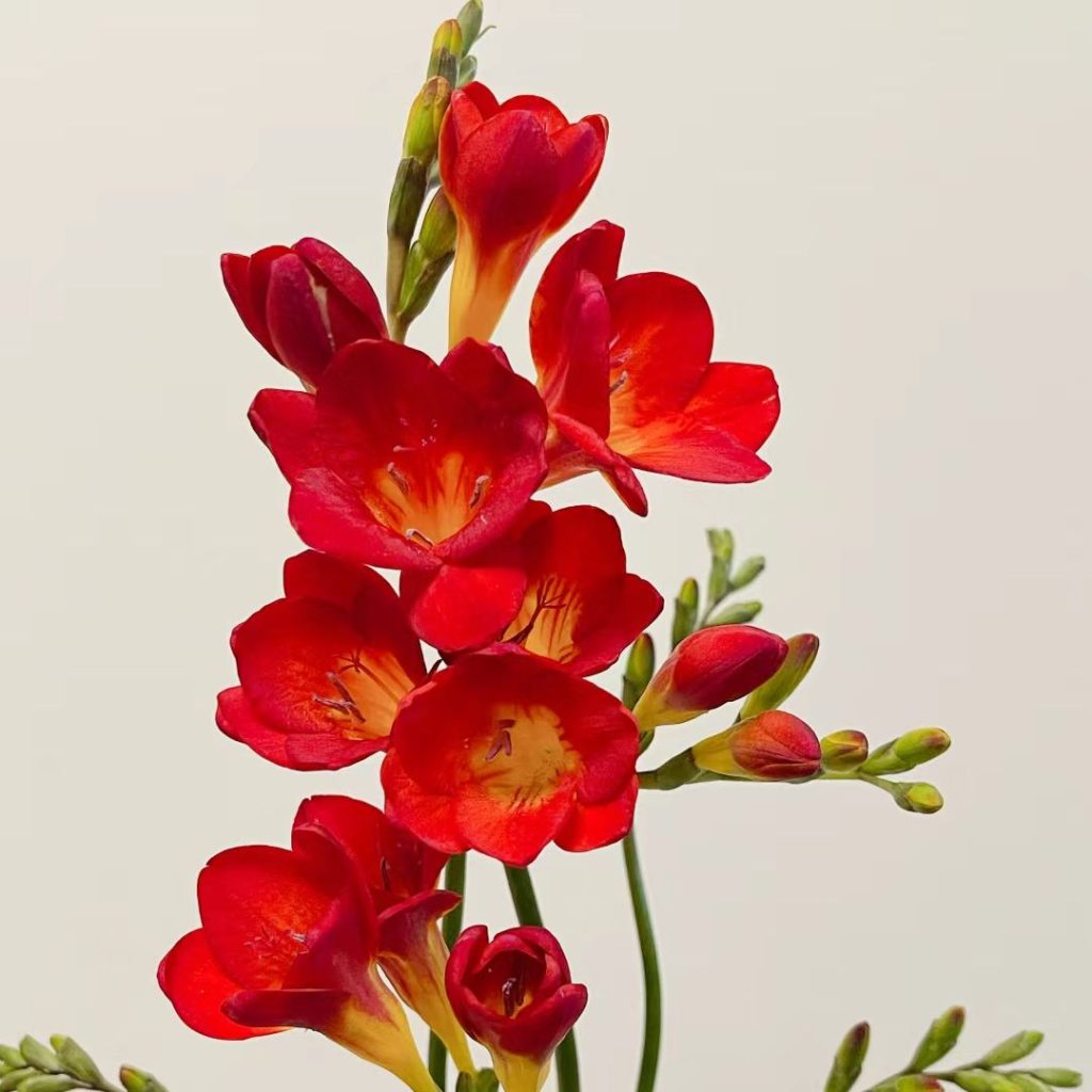 red flower​