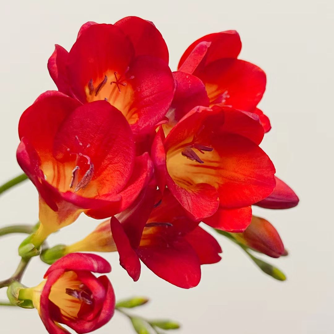 red flower​