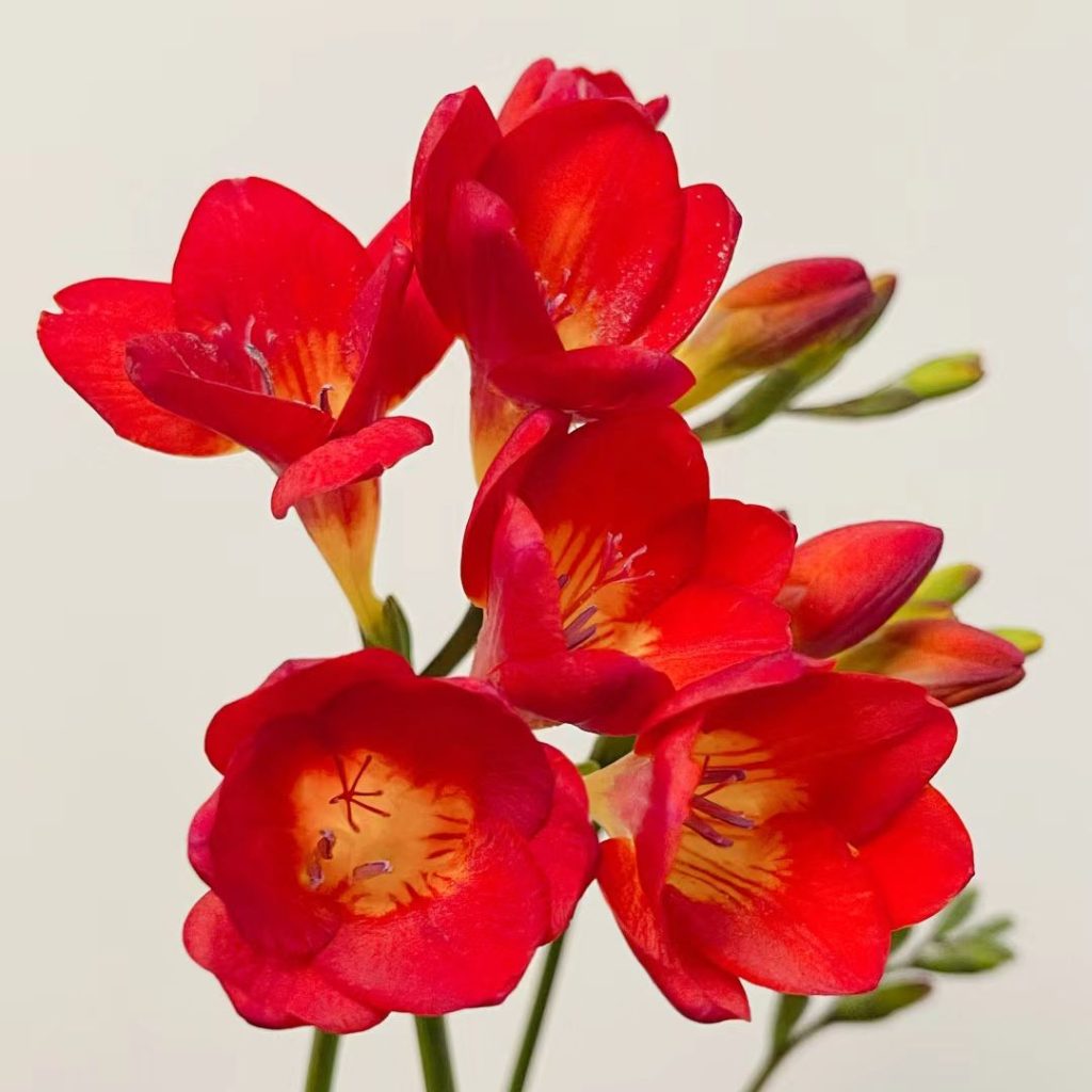 red flower​