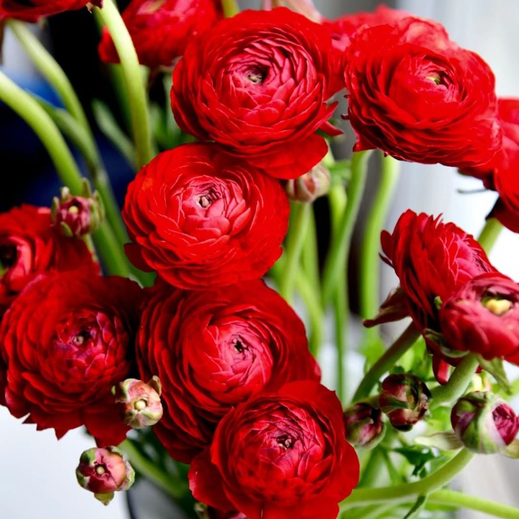red flower​