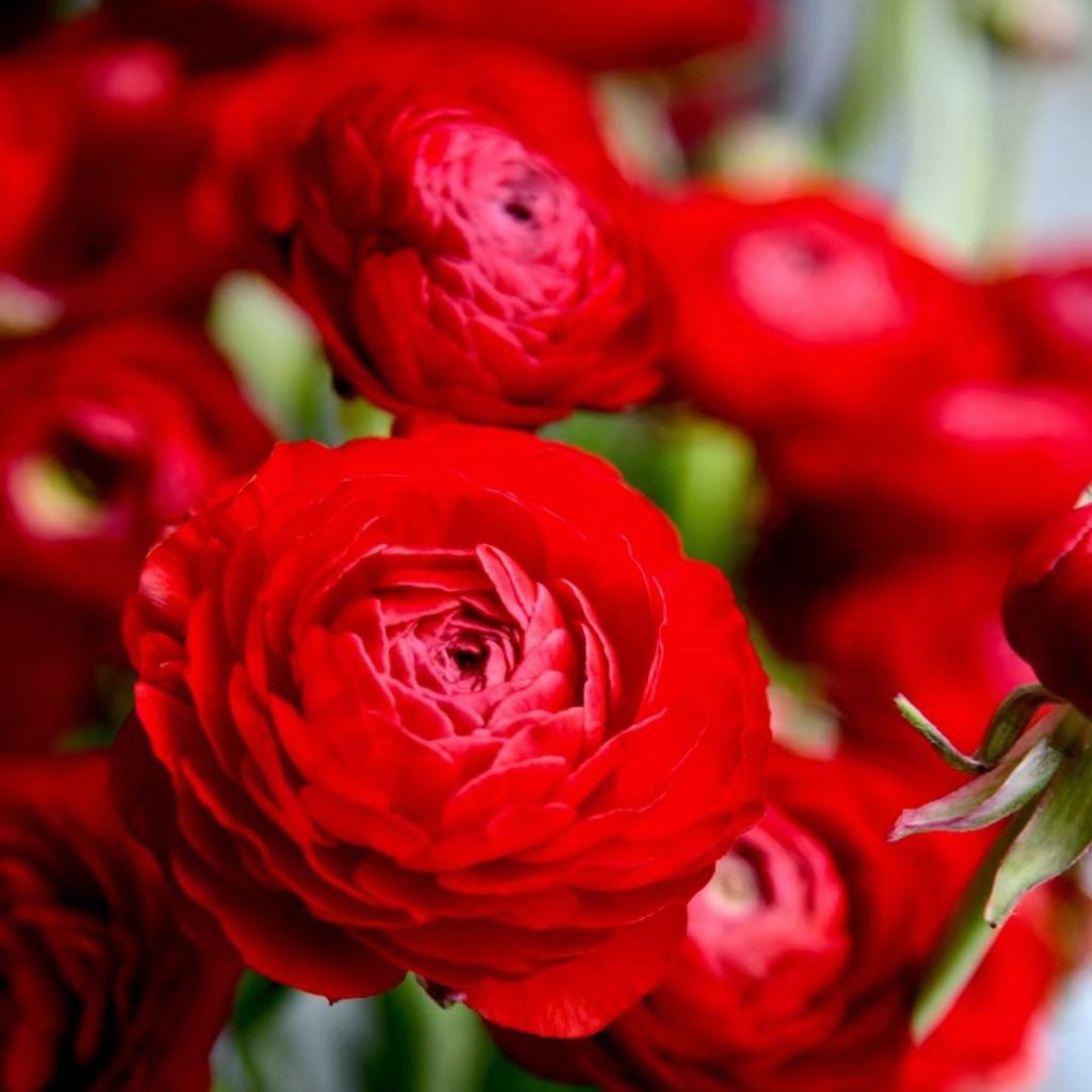red flower​