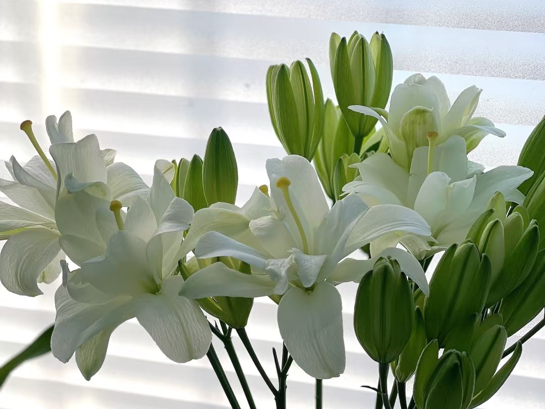 asiatic lily​-40-Belvedere