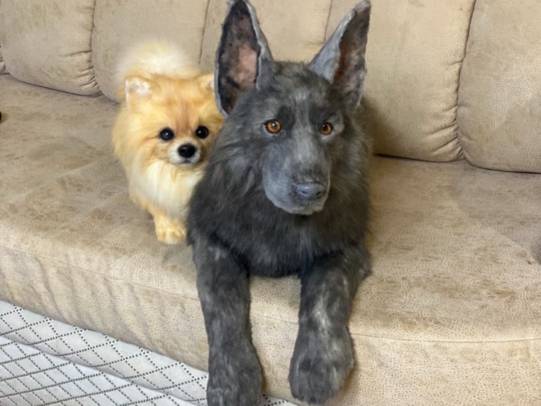blue german shepherd​-5-Rare Canine Phenomenon
