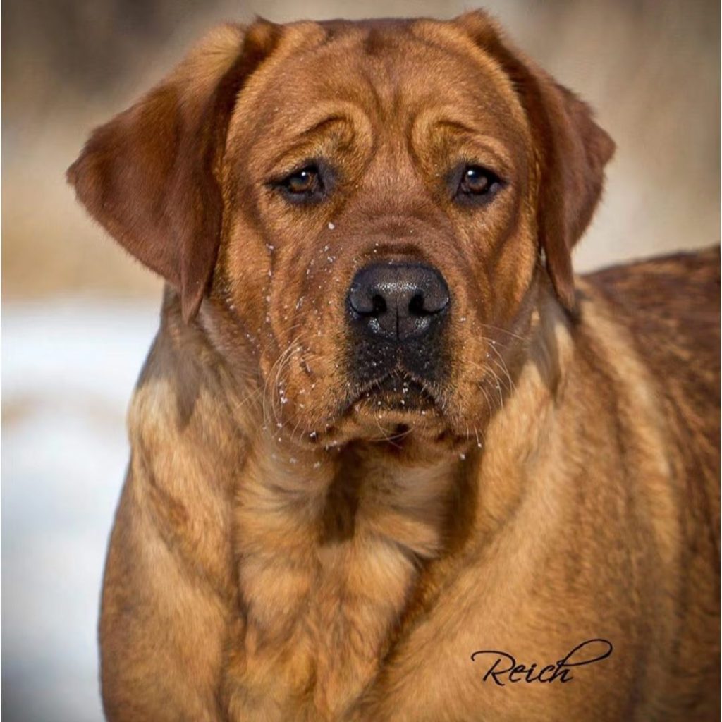 fox red labrador​-1-History and Origins