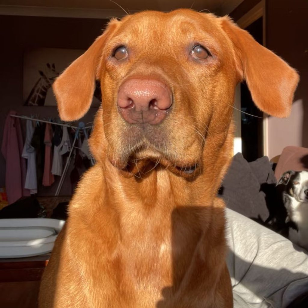 fox red labrador​-10-Purebred