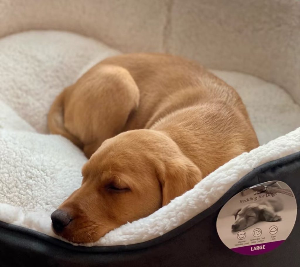 fox red labrador​-13-​Physical Traits, Size, and Weight