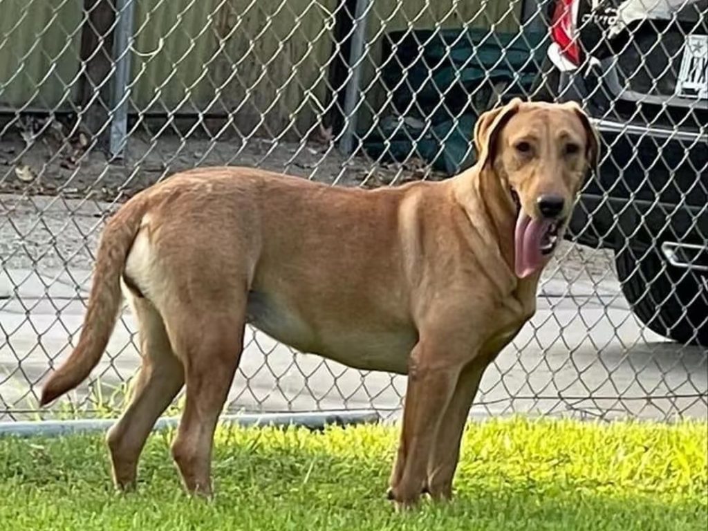 fox red labrador​-15-Difference