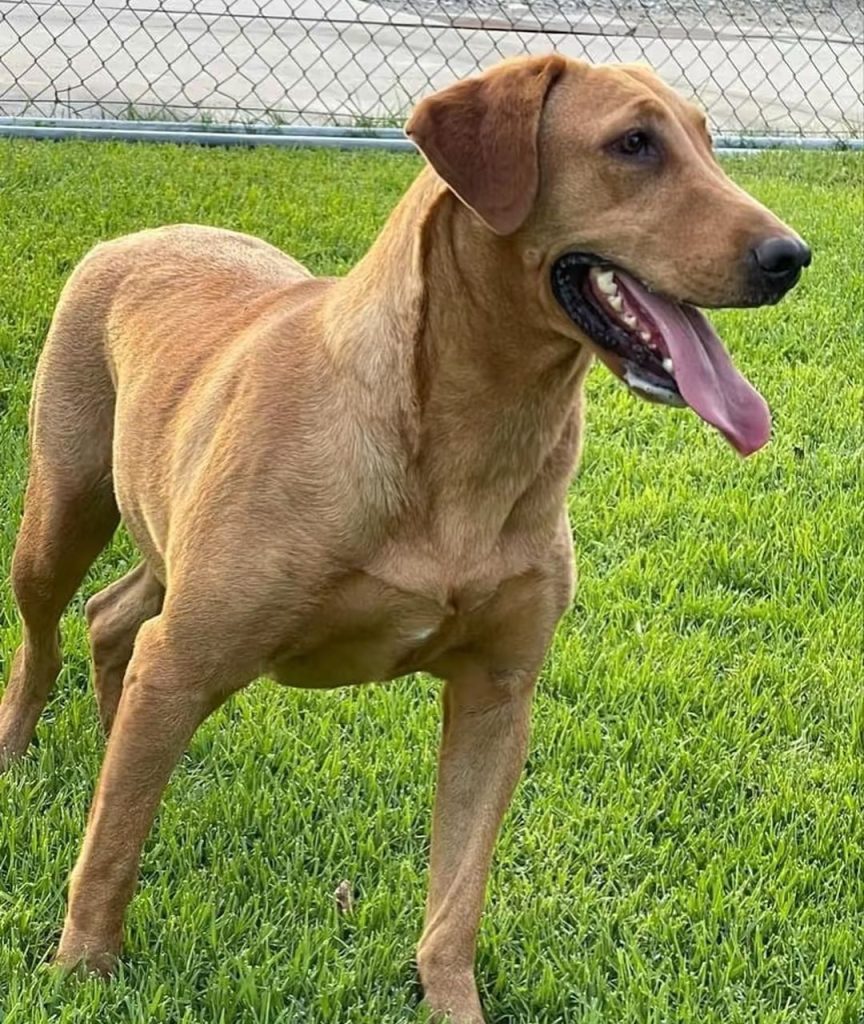 fox red labrador​-16-Difference