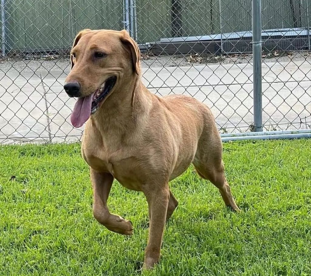 fox red labrador​-17-Difference