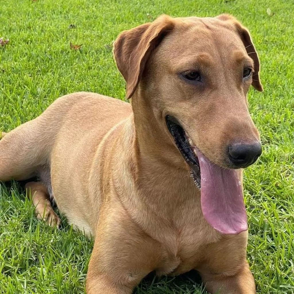 fox red labrador​-19-Difference
