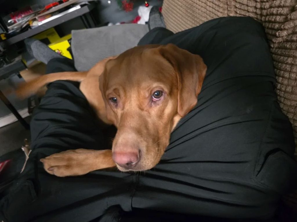 fox red labrador​-2-History and Origins