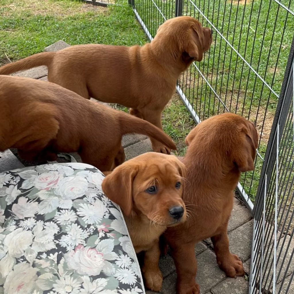 fox red labrador​-20-Family Pet
