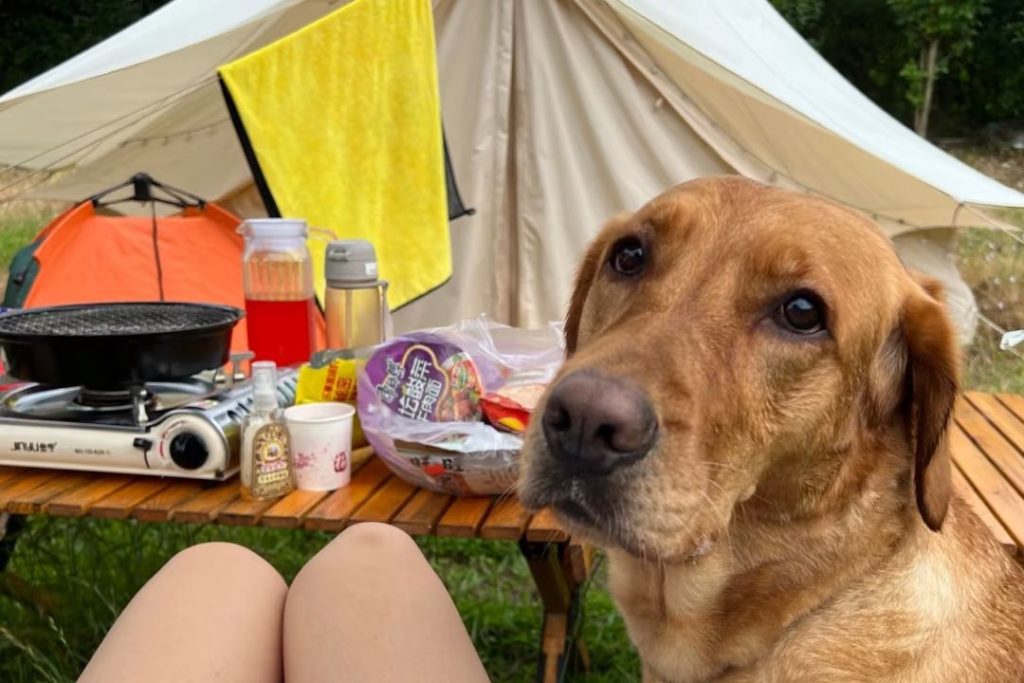 fox red labrador​-21-​Feeding, Grooming, and Care