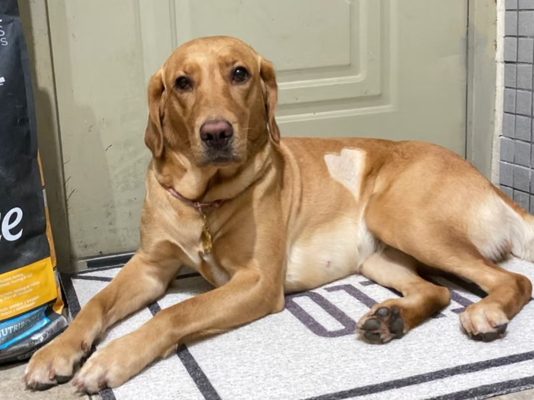 fox red labrador​-22-​Feeding, Grooming, and Care