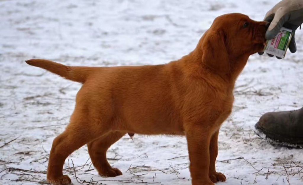 fox red labrador​-24-Market Presence