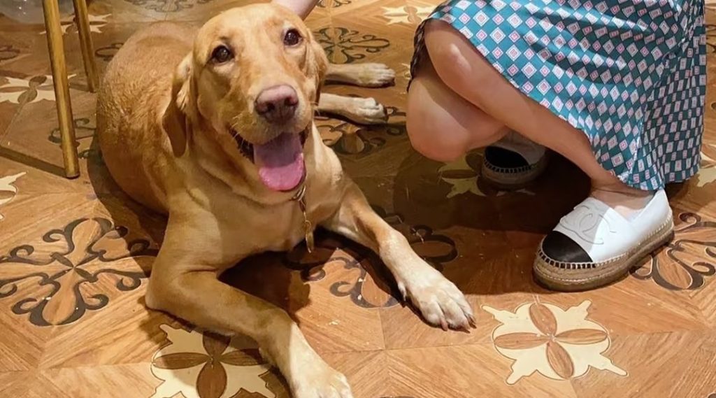 fox red labrador​-25-​My Journey with Harry