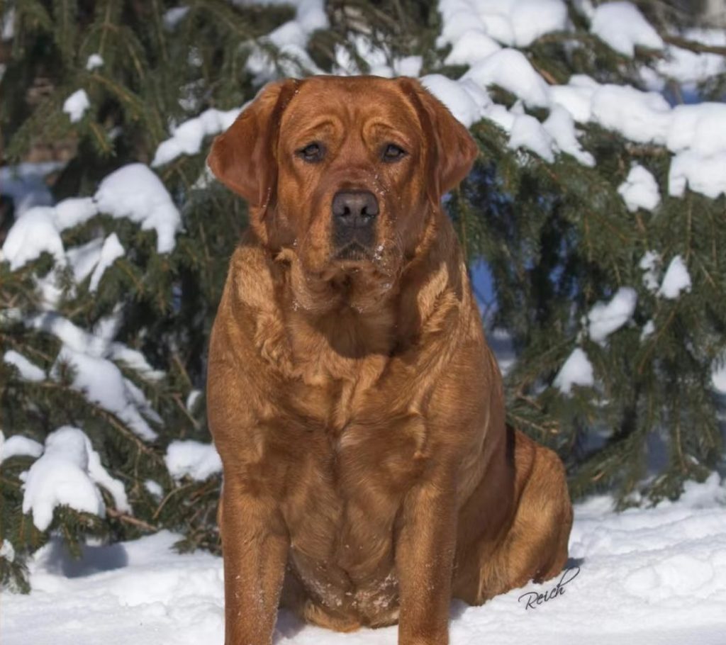 fox red labrador​-3-History and Origins