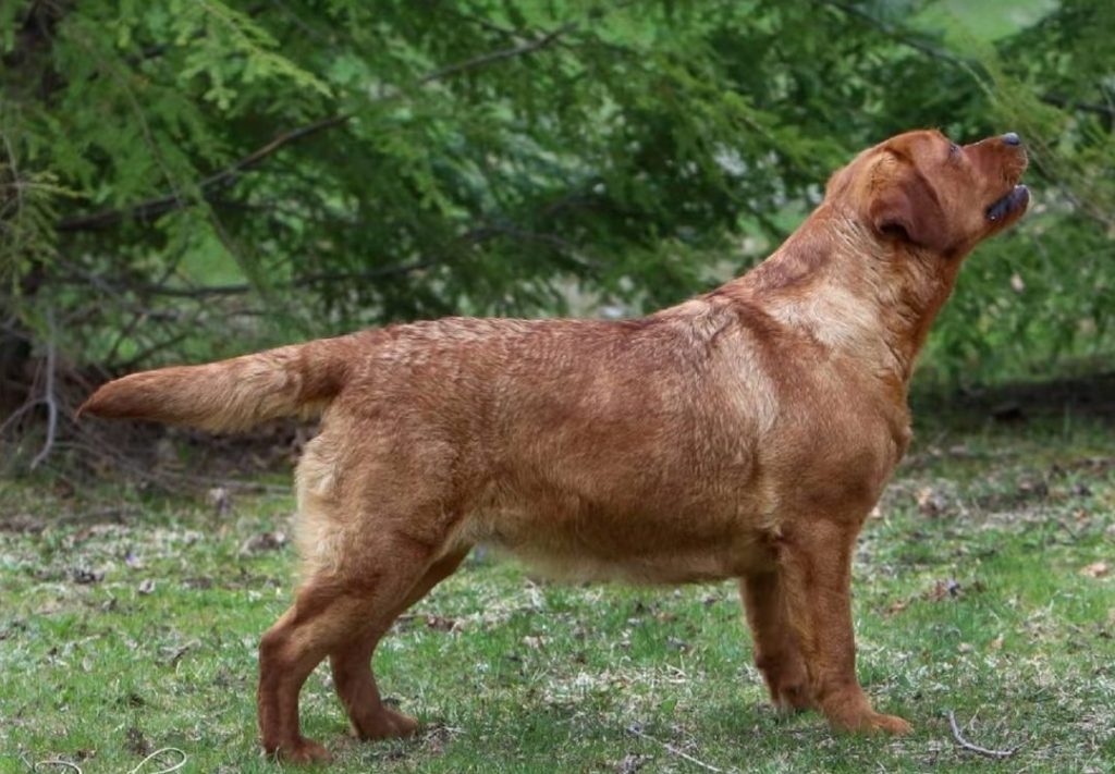 fox red labrador​-4-History and Origins
