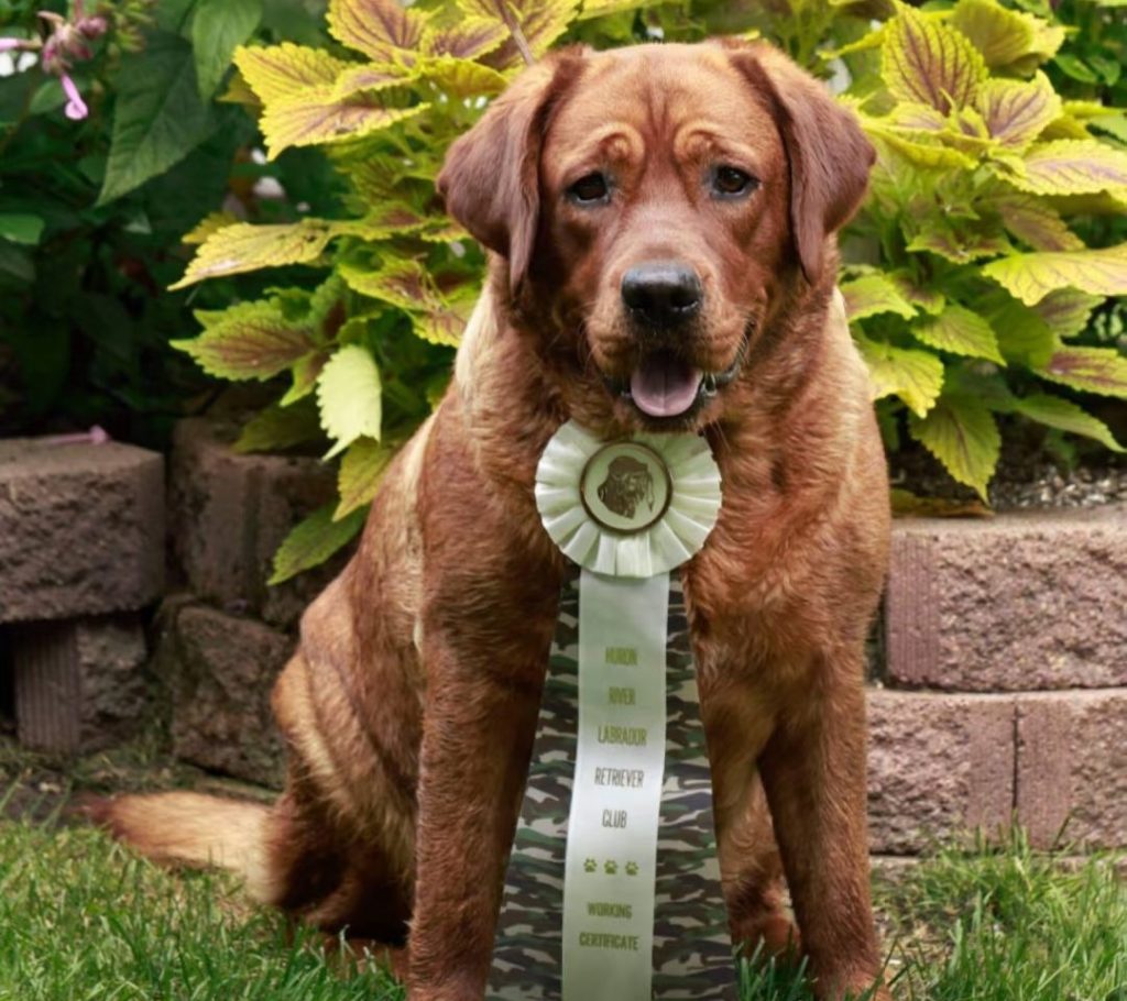 fox red labrador​-5-History and Origins