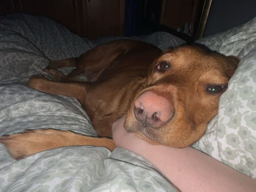 fox red labrador​-7-Purebred