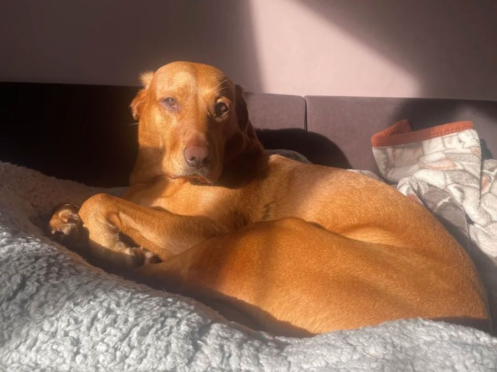 fox red labrador​-8-Purebred