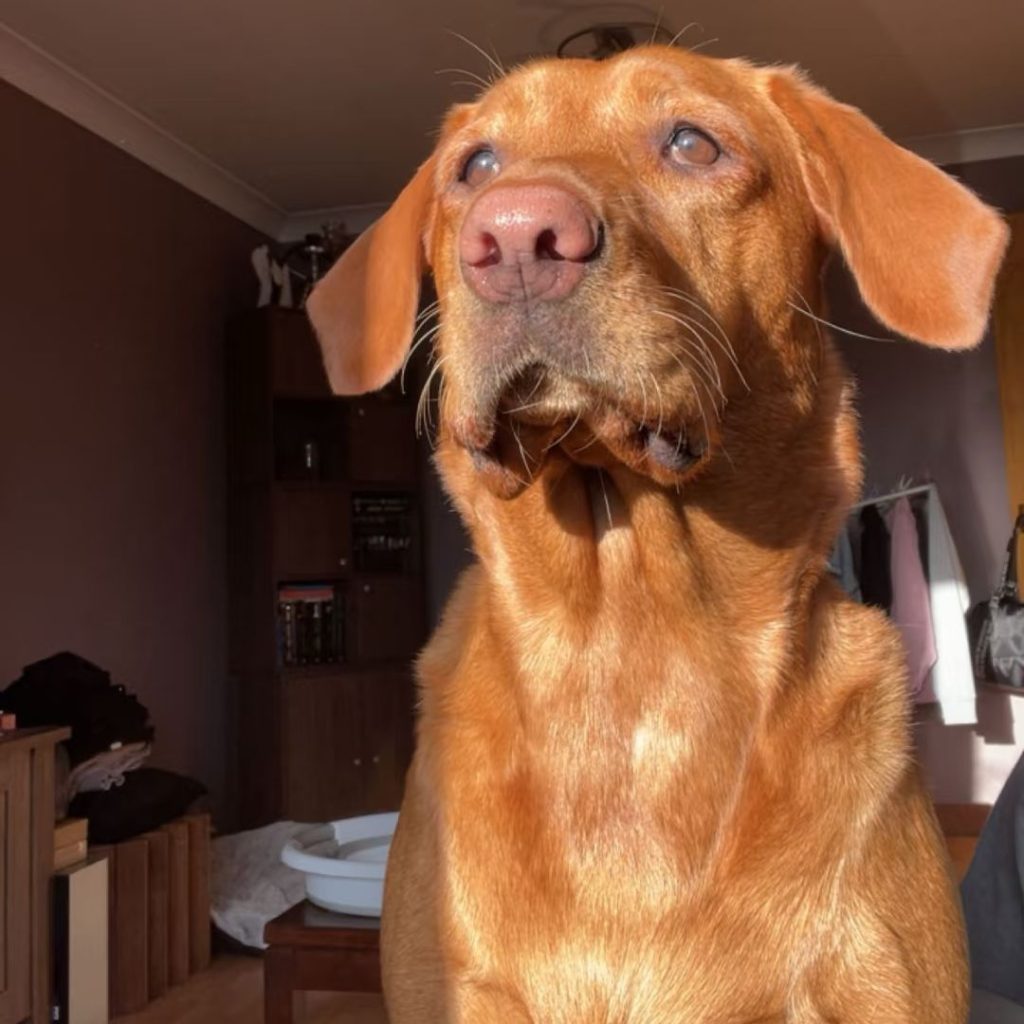 fox red labrador​-9-Purebred