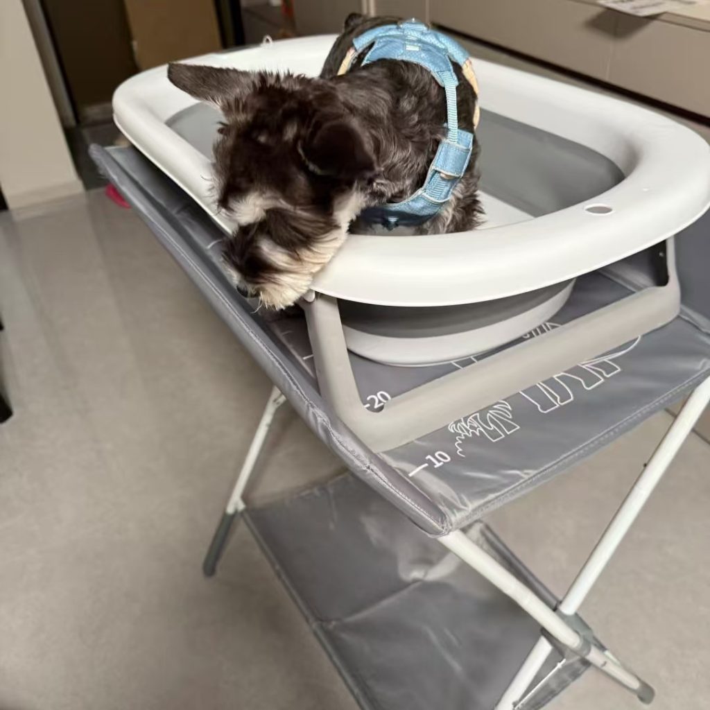 dog bath tub-1-Foldable