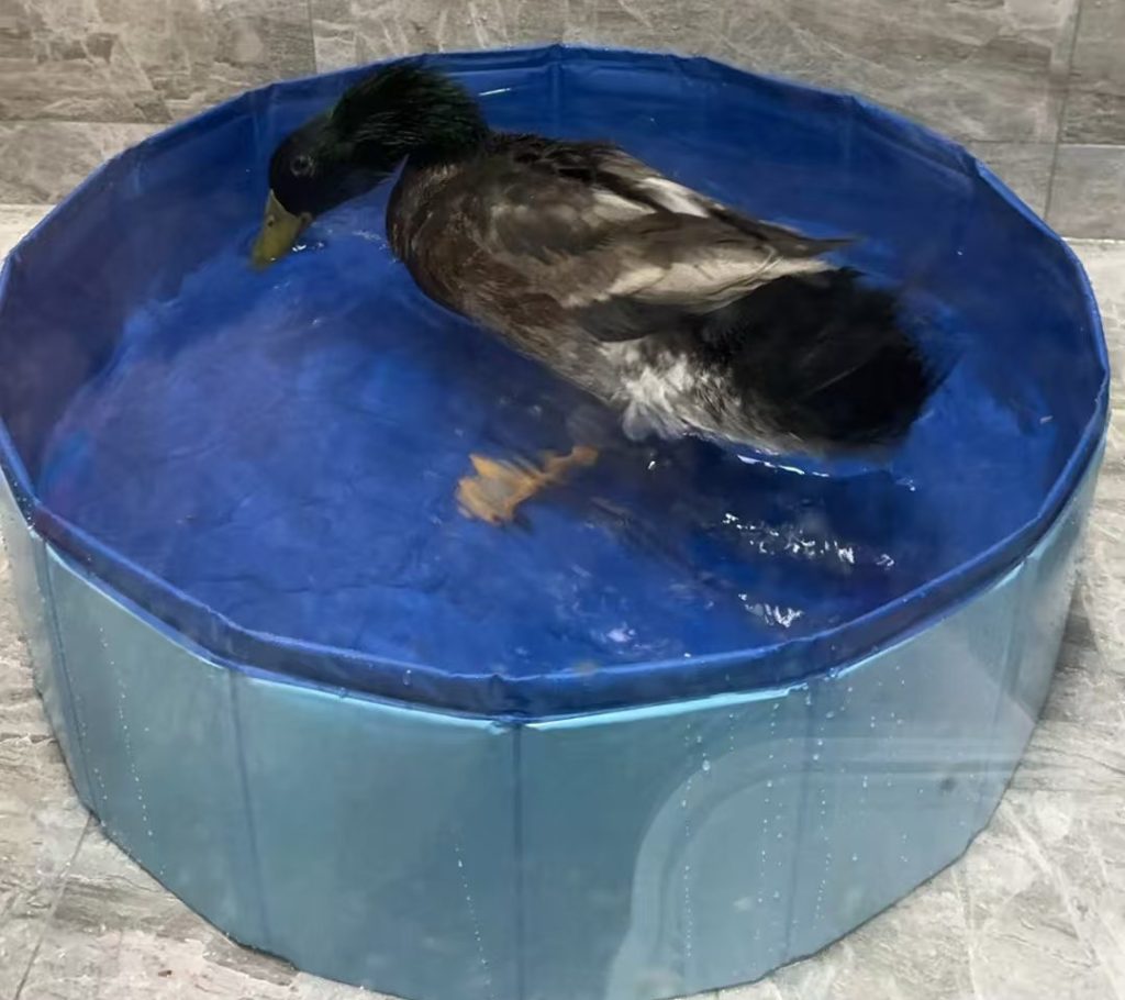 dog bath tub-11-PVC