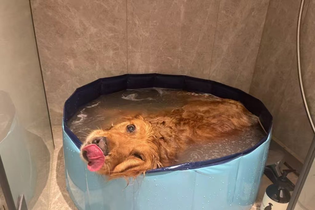 dog bath tub-14-PVC
