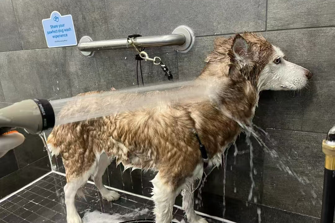 dog bath tub-27-Procedures and Precautions