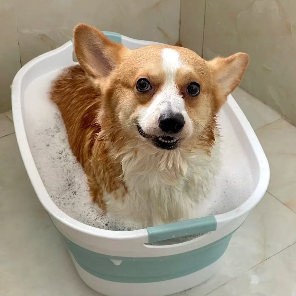 dog bath tub-28-Home vs. Professional