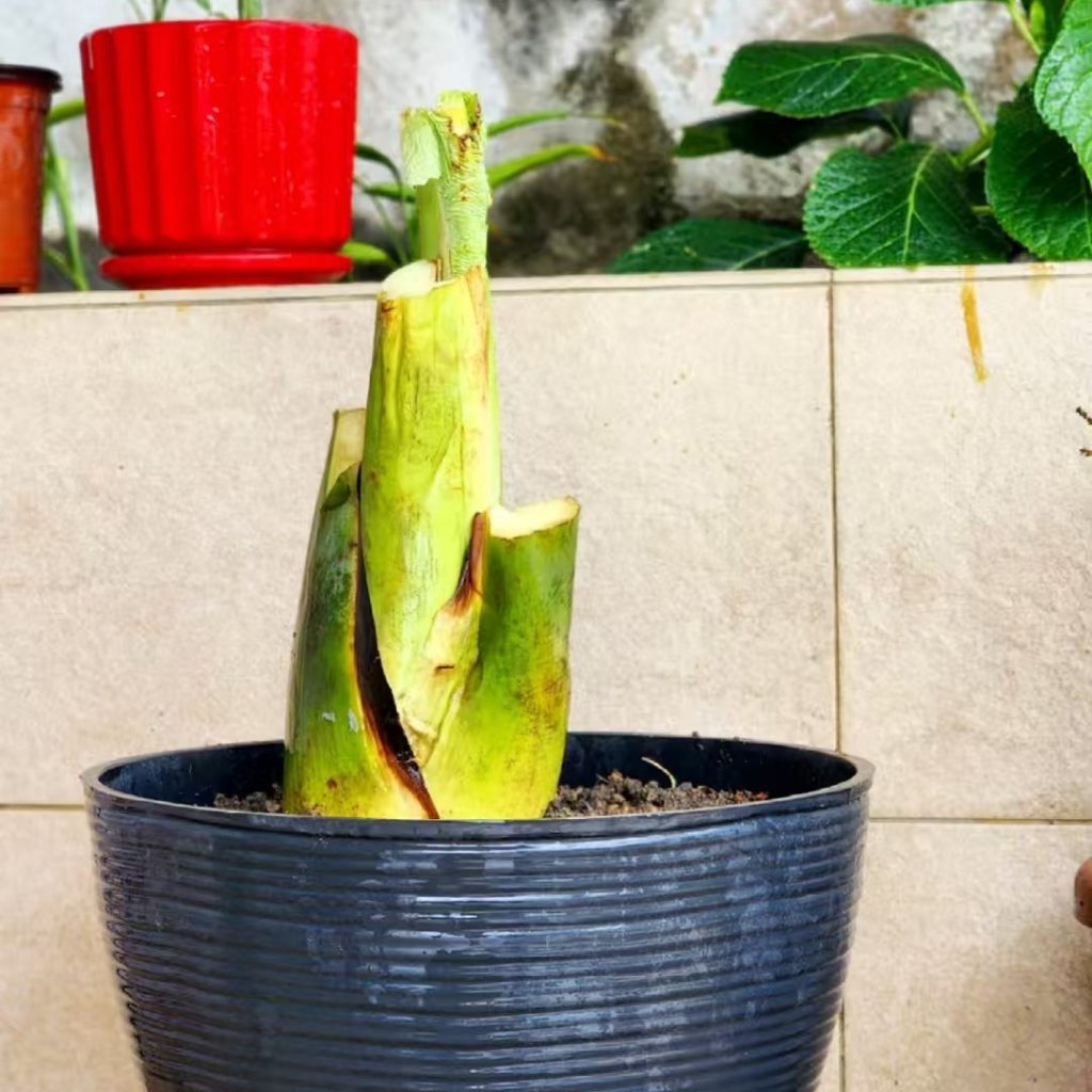 7 Must-Know Q&A: Planting & Caring for elephant ear bulbs (Beginner Friendly!) 3 elephant ear bulbs-1